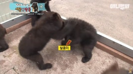 킥보드 타는 아기곰 새콤이와 달콤이.jpgif - 연예이슈 수다방 - 네모판 킥보드 타는 아기곰 새콤이와 달콤이.jpgif