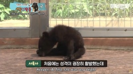 킥보드 타는 아기곰 새콤이와 달콤이.jpgif - 연예이슈 수다방 - 네모판 킥보드 타는 아기곰 새콤이와 달콤이.jpgif