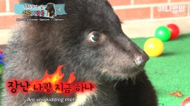 킥보드 타는 아기곰 새콤이와 달콤이.jpgif - 연예이슈 수다방 - 네모판 킥보드 타는 아기곰 새콤이와 달콤이.jpgif