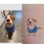 반려 멍냥이 타투 - 연예이슈 수다방 - 네모판 반려 멍냥이 타투