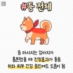 반려인이 알면 좋은 강아지 마사지 방법 - 연예이슈 수다방 - 네모판 반려인이 알면 좋은 강아지 마사지 방법