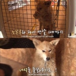 <동물농장> 파도를 맞으면서도 갯바위 망부석이된 누렁이.jpg - 연예이슈 수다방 - 네모판 &lt;동물농장&gt; 파도를 맞으면서도 갯바위... 