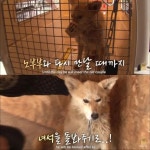 <동물농장> 파도를 맞으면서도 갯바위 망부석이된 누렁이.jpg - 연예이슈 수다방 - 네모판 <동물농장> 파도를 맞으면서도 갯바위... 