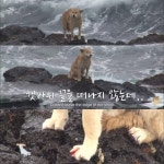 <동물농장> 파도를 맞으면서도 갯바위 망부석이된 누렁이.jpg - 연예이슈 수다방 - 네모판 &lt;동물농장&gt; 파도를 맞으면서도 갯바위... 