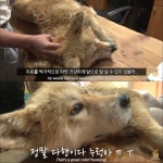 <동물농장> 파도를 맞으면서도 갯바위 망부석이된 누렁이.jpg - 연예이슈 수다방 - 네모판 &lt;동물농장&gt; 파도를 맞으면서도 갯바위... 