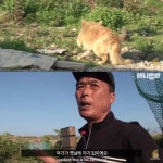 <동물농장> 파도를 맞으면서도 갯바위 망부석이된 누렁이.jpg - 연예이슈 수다방 - 네모판 <동물농장> 파도를 맞으면서도 갯바위... 