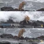 파도를 맞으면서도 갯바위 망부석이된 누렁이.jpg - 연예이슈 수다방 - 네모판 <동물농장> 파도를 맞으면서도 갯바위... 