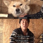 <동물농장> 파도를 맞으면서도 갯바위 망부석이된 누렁이.jpg - 연예이슈 수다방 - 네모판 <동물농장> 파도를 맞으면서도 갯바위... 