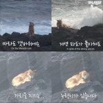  파도를 맞으면서도 갯바위 망부석이된 누렁이.jpg - 연예이슈 수다방 - 네모판 <동물농장> 파도를 맞으면서도 갯바위... 