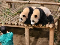칼군무 보여주는 쌍둥바오 - 연예이슈 수다방 - 네모판 칼군무 보여주는 쌍둥바오
