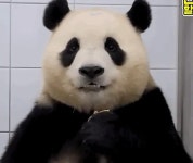 표정이 정말 다양했던 판다 푸바오.jpgif - 연예이슈 수다방 - 네모판 표정이 정말 다양했던 판다 푸바오.jpgif