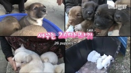 [동물농장] 새끼만 26마리 희대의 난봉꾼 상동이 희대의 난봉꾼 상동이 - 연예이슈 수다방 - 네모판 [동물농장] 새끼만 26마리 희대의 난봉꾼... 