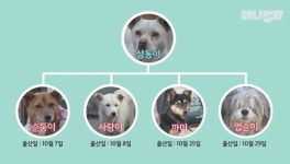 [동물농장] 새끼만 26마리 희대의 난봉꾼 상동이 희대의 난봉꾼 상동이 - 연예이슈 수다방 - 네모판 [동물농장] 새끼만 26마리 희대의 난봉꾼... 