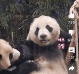 아이바오 일시정지 + 저리가 가.gif - 연예이슈 수다방 - 네모판 아이바오 일시정지 + 저리가 가.gif