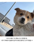 견생 첫 산책.jpg - 연예이슈 수다방 - 네모판 견생 첫 산책.jpg