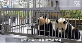 채혈훈련하는 루이바오와 후이바오.gif - 연예이슈 수다방 - 네모판 채혈훈련하는 루이바오와 후이바오.gif