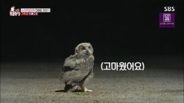 오늘자 동물농장 아파트에 둥지튼 아기 수리부엉이 이소 스토리 - 연예이슈 수다방 - 네모판 오늘자 동물농장 아파트에 둥지튼 아기 수리부엉이... 