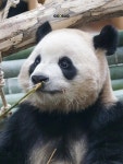 대나무 감별하는 루이바오 - 연예이슈 수다방 - 네모판 대나무 감별하는 루이바오
