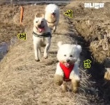 강아지 집사들이 보면 오열하는 영상 - 연예이슈 수다방 - 네모판 강아지 집사들이 보면 오열하는 영상