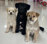 다들 가운데 강아지가 제일 커질거라 예상했음 - 연예이슈 수다방 - 네모판 다들 가운데 강아지가 제일 커질거라 예상했음