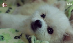 [동물농장] 황당하고 어처구니 없는 이번 주 사연.jpg - 연예이슈 수다방 - 네모판 [동물농장] 황당하고 어처구니 없는 이번 주 사연.jpg