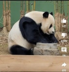 폭포를 화장실로 쓰는 깔끔한 러바오.gif - 연예이슈 수다방 - 네모판 폭포를 화장실로 쓰는 깔끔한 러바오.gif