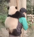 아기 푸바오 어부바시절.gif - 연예이슈 수다방 - 네모판 아기 푸바오 어부바시절.gif