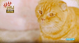 상상고양이 복길이 - 연예이슈 수다방 - 네모판 상상고양이 복길이