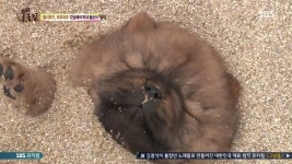 동물농장 차우차우 가족의 모래찜질 - 연예이슈 수다방 - 네모판 동물농장 차우차우 가족의 모래찜질