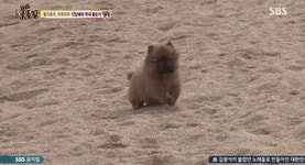 동물농장 차우차우 가족의 모래찜질 - 연예이슈 수다방 - 네모판 동물농장 차우차우 가족의 모래찜질