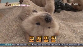 동물농장 차우차우 가족의 모래찜질 - 연예이슈 수다방 - 네모판 동물농장 차우차우 가족의 모래찜질