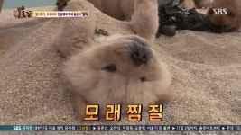 동물농장 차우차우 가족의 모래찜질 - 연예이슈 수다방 - 네모판 동물농장 차우차우 가족의 모래찜질