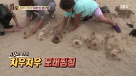 동물농장 차우차우 가족의 모래찜질 - 연예이슈 수다방 - 네모판 동물농장 차우차우 가족의 모래찜질