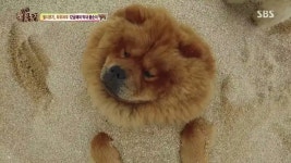 동물농장 차우차우 가족의 모래찜질 - 연예이슈 수다방 - 네모판 동물농장 차우차우 가족의 모래찜질