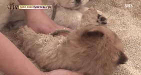 동물농장 차우차우 가족의 모래찜질 - 연예이슈 수다방 - 네모판 동물농장 차우차우 가족의 모래찜질