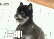 미우새 드라마 카메오 출연 전 연기연습하는 이태성네 강아지.jpgif - 연예이슈 수다방 - 네모판 미우새 드라마 카메오 출연 전 연기연습하는... 