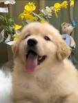 아기댕댕이 일상.gif - 연예이슈 수다방 - 네모판 아기댕댕이 일상.gif
