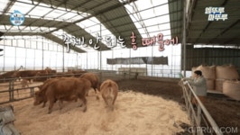 [나혼자산다] 축사에 톱밥 새로 깔아줬더니 기뻐서 날뛰는 소들.jpgif - 연예이슈 수다방 - 네모판 [나혼자산다] 축사에 톱밥 새로... 