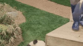 정신없는 강바오 스토커 후이.gif - 연예이슈 수다방 - 네모판 정신없는 강바오 스토커 후이.gif