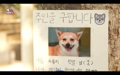 동물농장 길거리 강아지 룽지.jpg - 연예이슈 수다방 - 네모판 동물농장 길거리 강아지 룽지.jpg