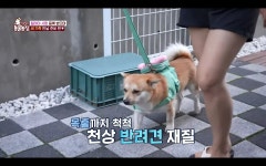 동물농장 길거리 강아지 룽지.jpg - 연예이슈 수다방 - 네모판 동물농장 길거리 강아지 룽지.jpg