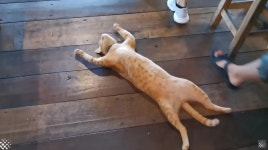 대자로 누워자는 고양이 - 연예이슈 수다방 - 네모판 대자로 누워자는 고양이