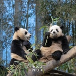 어부바 나무 위에서 대나무 먹는 루이후이.jpg - 연예이슈 수다방 - 네모판 어부바 나무 위에서 대나무 먹는 루이후이.jpg