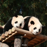 푸스빌에서 따뜻한 햇볕 맞으며 아침시간 보낸 루이후이 - 연예이슈 수다방 - 네모판 푸스빌에서 따뜻한 햇볕 맞으며 아침시간 보낸 루이후이