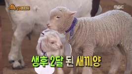 애니멀즈 OK목장 마스코트 애기염소 - 연예이슈 수다방 - 네모판 애니멀즈 OK목장 마스코트 애기염소