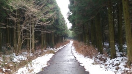 제주 사려니숲길 | 택티컬아웃도어 넷피엑스