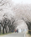 사천 선진리성 ‘벚꽃 엔딩’ 상춘객 붐벼 - 뉴스사천 사천 선진리성 ‘벚꽃 엔딩’ 상춘객 붐벼
