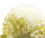 국화 흰녹병균, 품종·재배환경 종합 관리 중요 [영농자재신문(주)] 국화 흰녹병균, 품종·재배환경 종합 관리 중요