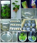 종자 번식 어려운 딸기 “초저온 동결로 영구 보존” [영농자재신문(주)] 종자 번식 어려운 딸기 “초저온 동결로 영구 보존”