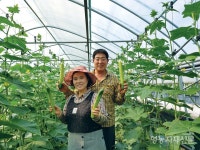 오이 신품종 ‘굿모닝’ 백다다기 품종평가회 [영농자재신문(주)] 오이 신품종 ‘굿모닝’ 백다다기 품종평가회